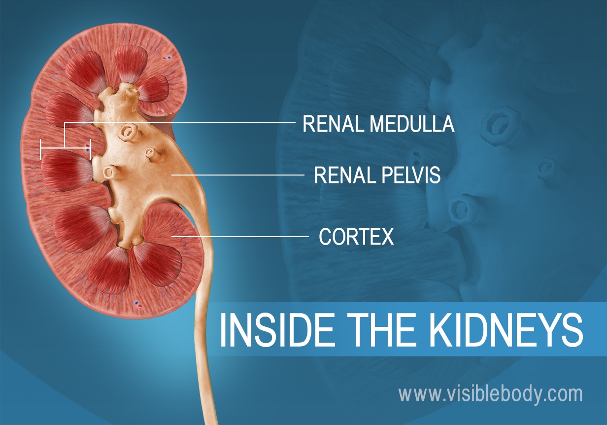A cross section of the kidneys showing the renal pyramids and medulla.