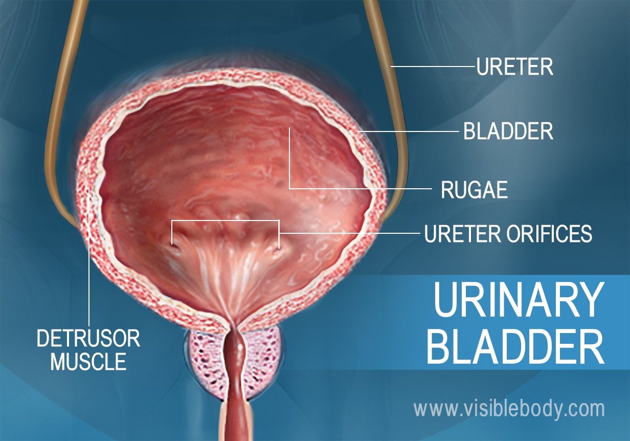An expanded view showing the detrusor muscle and rugae, structures of the bladder.
