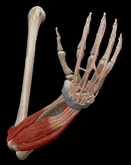 Learn Muscle Anatomy: Gastrocnemius