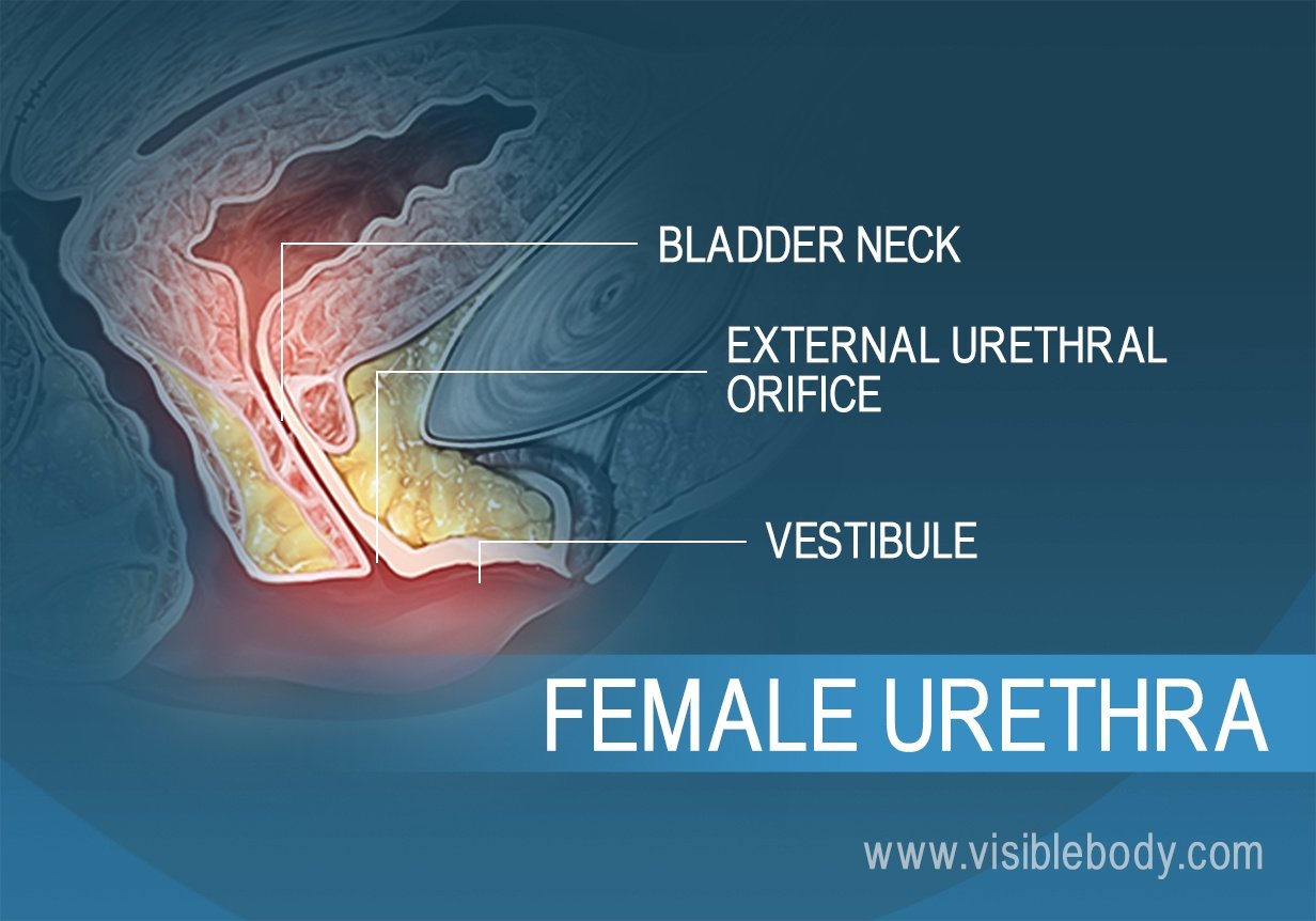 A closeup of the female urethra and surrounding tissue