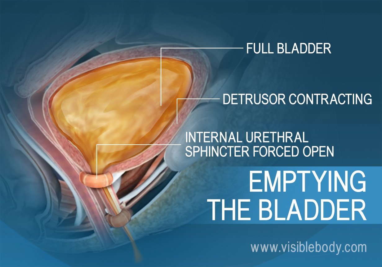 A full bladder, and the muscles of urination responsible for the urge to urinate.