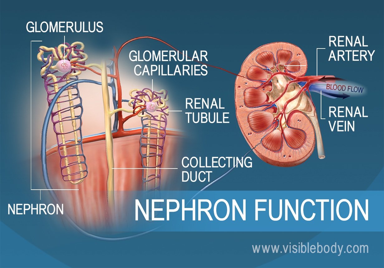 The anatomy and function of the nephron showing nephron tubules, renal pyramids, and renal cortex