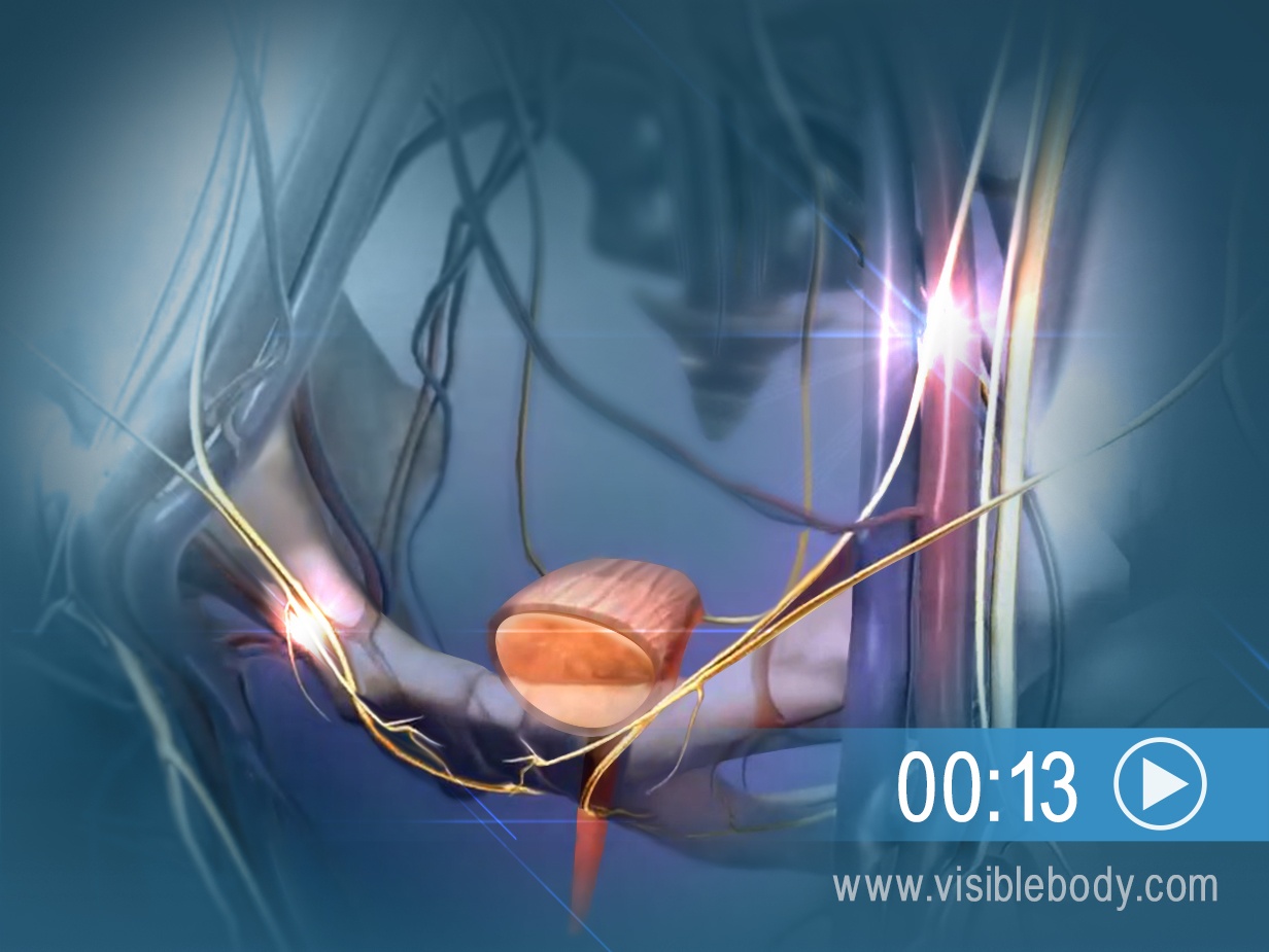 Urine Storage and Elimination