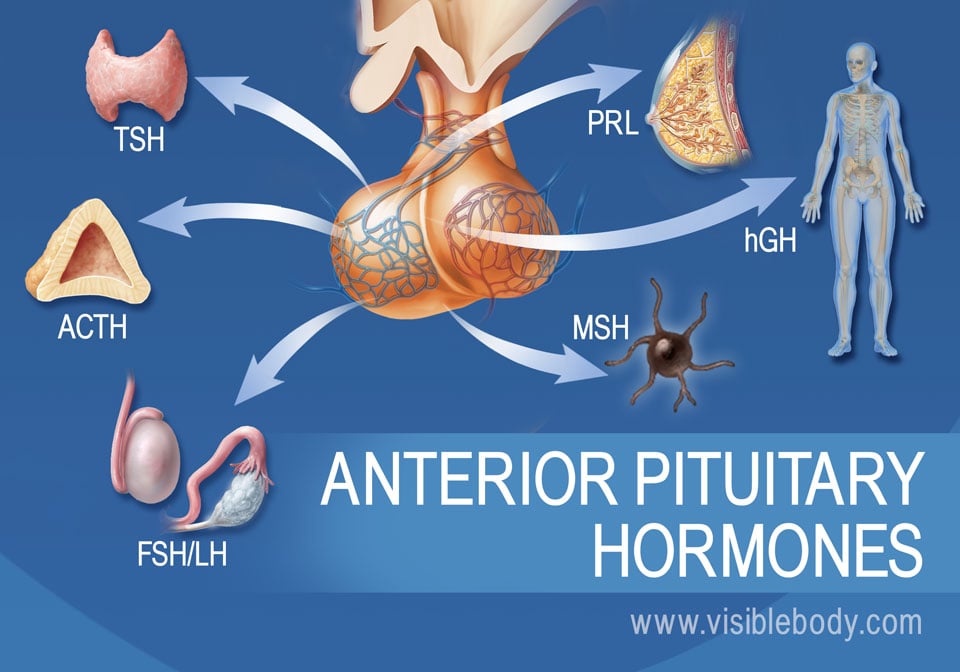 A diagram of the pituitary gland and the anterior pituitary hormones