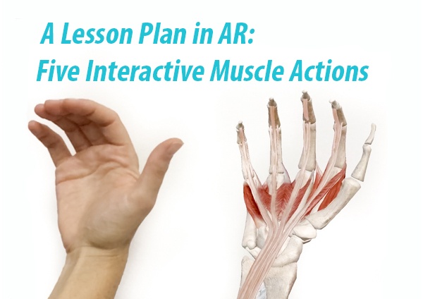 Muscle Actions AR Blog Title Image - FINAL.jpg