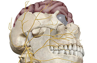 Cranial Nerves Part 1 (VB Suite) 