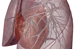 The Respiratory System (Human Anatomy) 