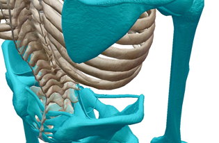 Appendicular Skeleton (VB Suite) 