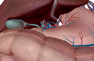 The Digestive System (VB Suite) 