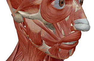 Muscles of the Head and Neck (A&P) 