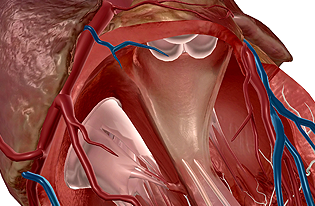 The Human Heart (Human Anatomy) 