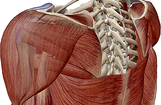 Muscles of the Shoulder and Arm (VB Suite) 