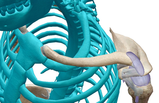 Axial Skeleton (VB Suite) 