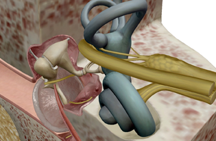 Special Senses: Hearing (Human Anatomy) 