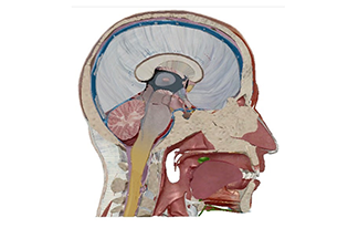 Planes & Positions (Human Anatomy) 