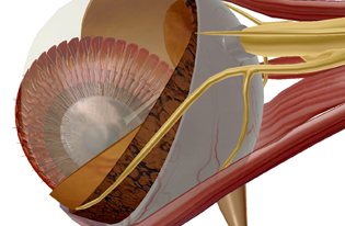 Special Senses: Vision (A&P) 