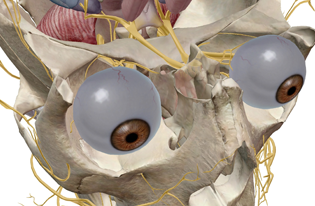Special Senses: Taste & Smell (Human Anatomy) 