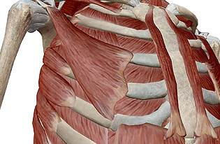 Muscles of the Abdomen and Thorax (Human Anatomy) 