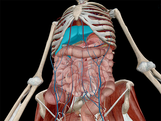 The Liver Anatomy Anatomy Drawing Diagram