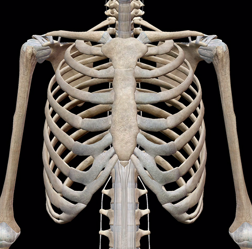 3D Skeletal System: Bones of the Thoracic Cage