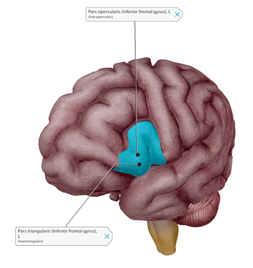 Wernicke's & Broca's aphasia Brain & Language LING 411/412/489