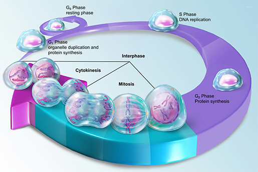 Cell Life Cycle Chart