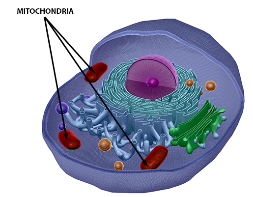 Energy Metabolism Part 2 Cellular Respiration