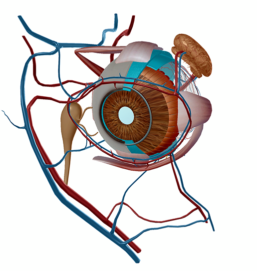 eye anatomy model