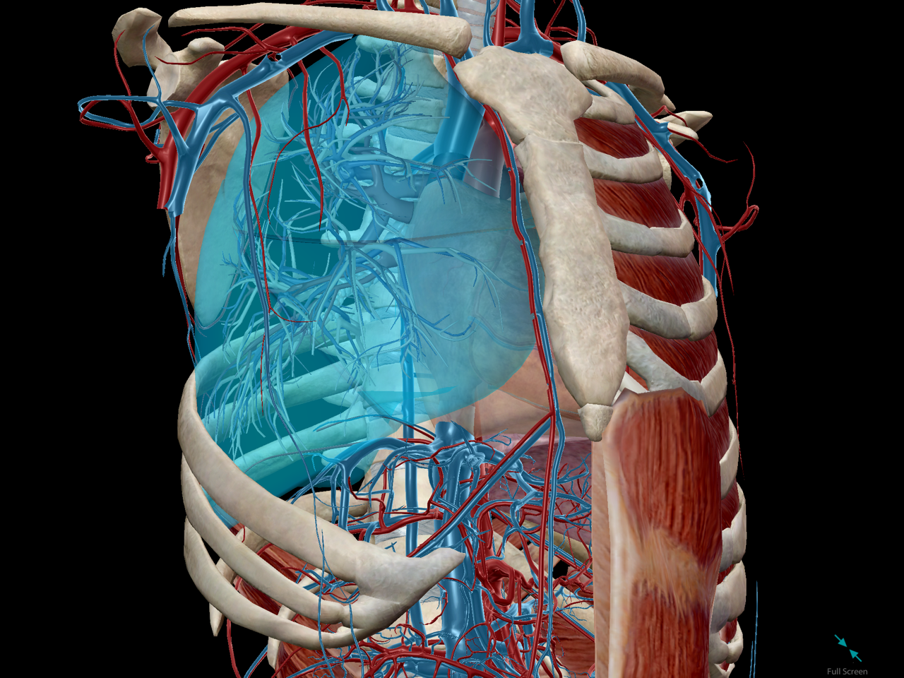 Anatomy and Physiology: The Relationships of the Respiratory System