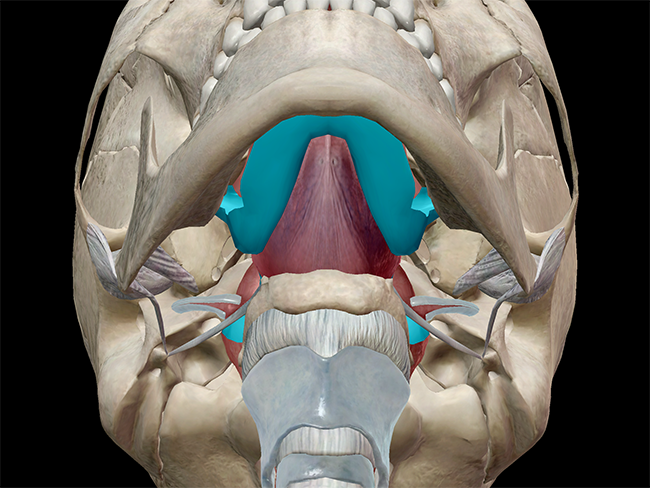 Anatomy and Physiology: The Pharynx and Epiglottis