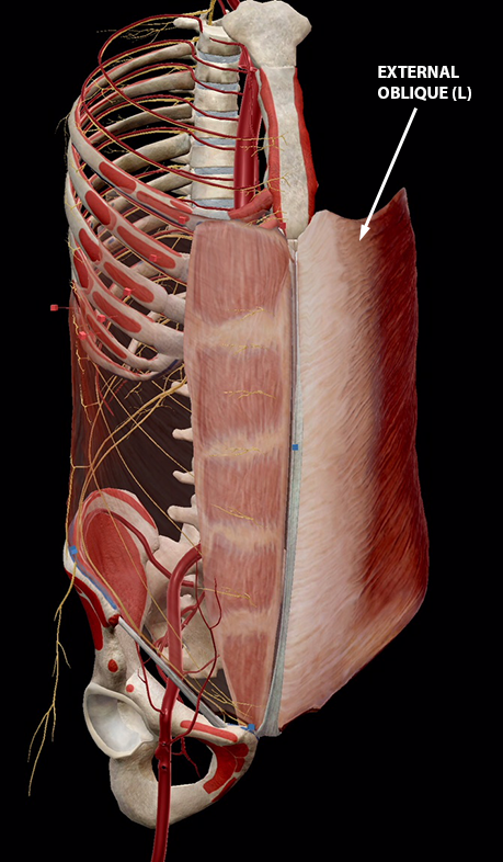 transverse abdominis model