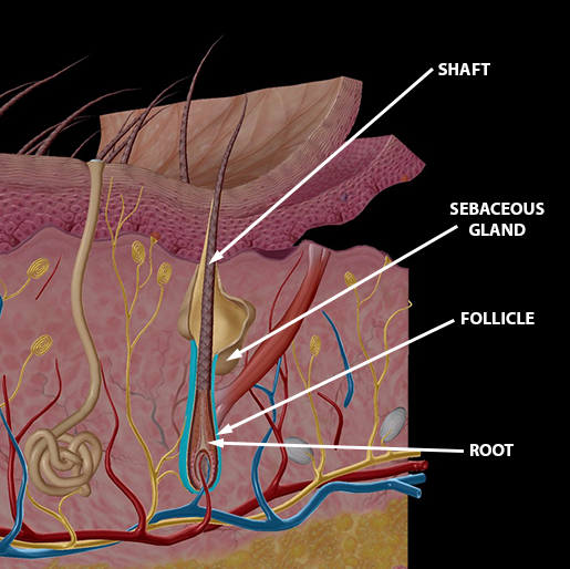 Cortex medulla cuticle hires stock photography and images  Alamy