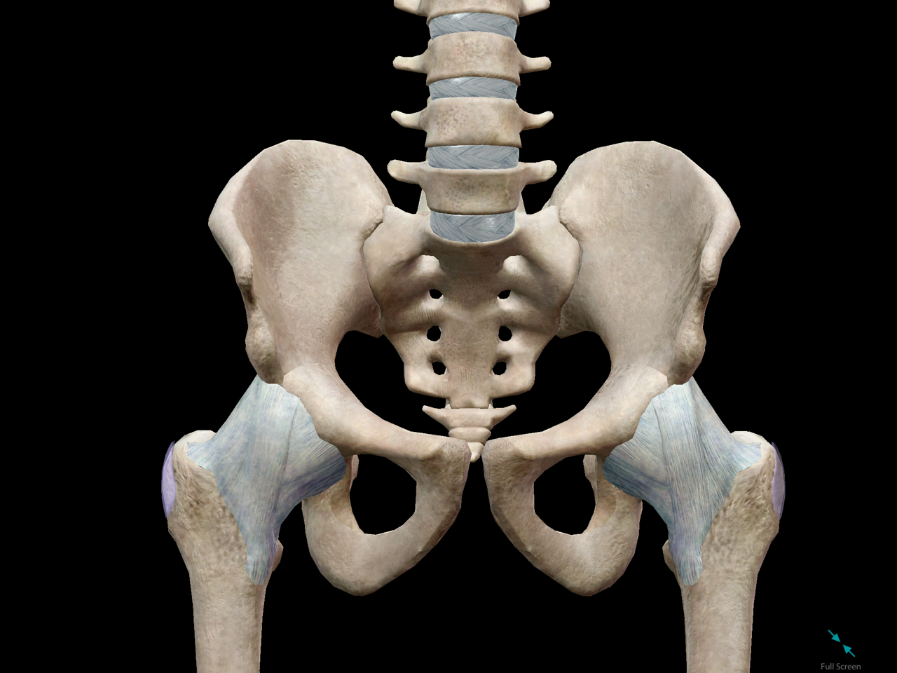 Male Pelvis Anterior View