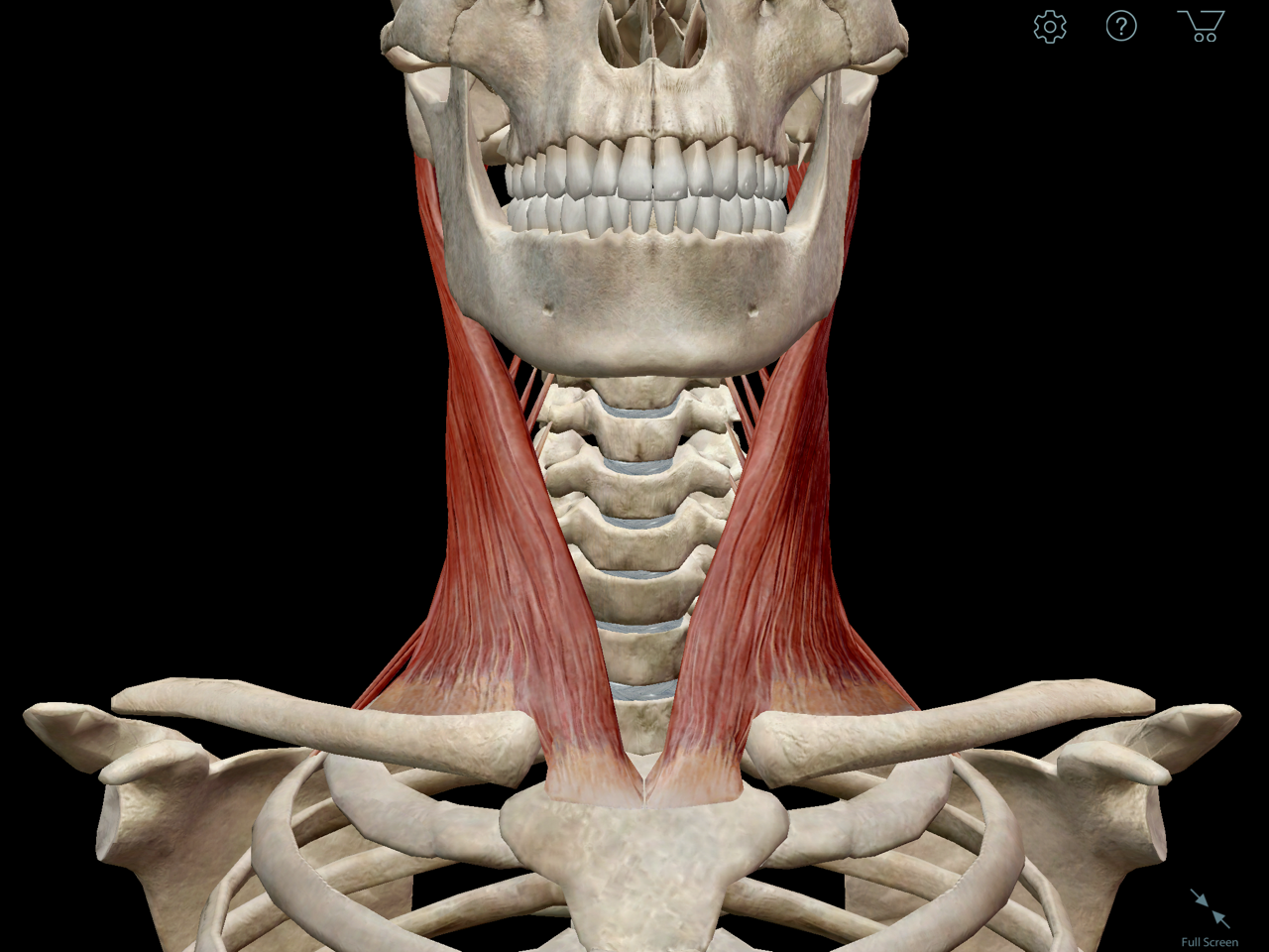 Learn Muscle Anatomy: Scalene Muscles and Other Neck Anatomy