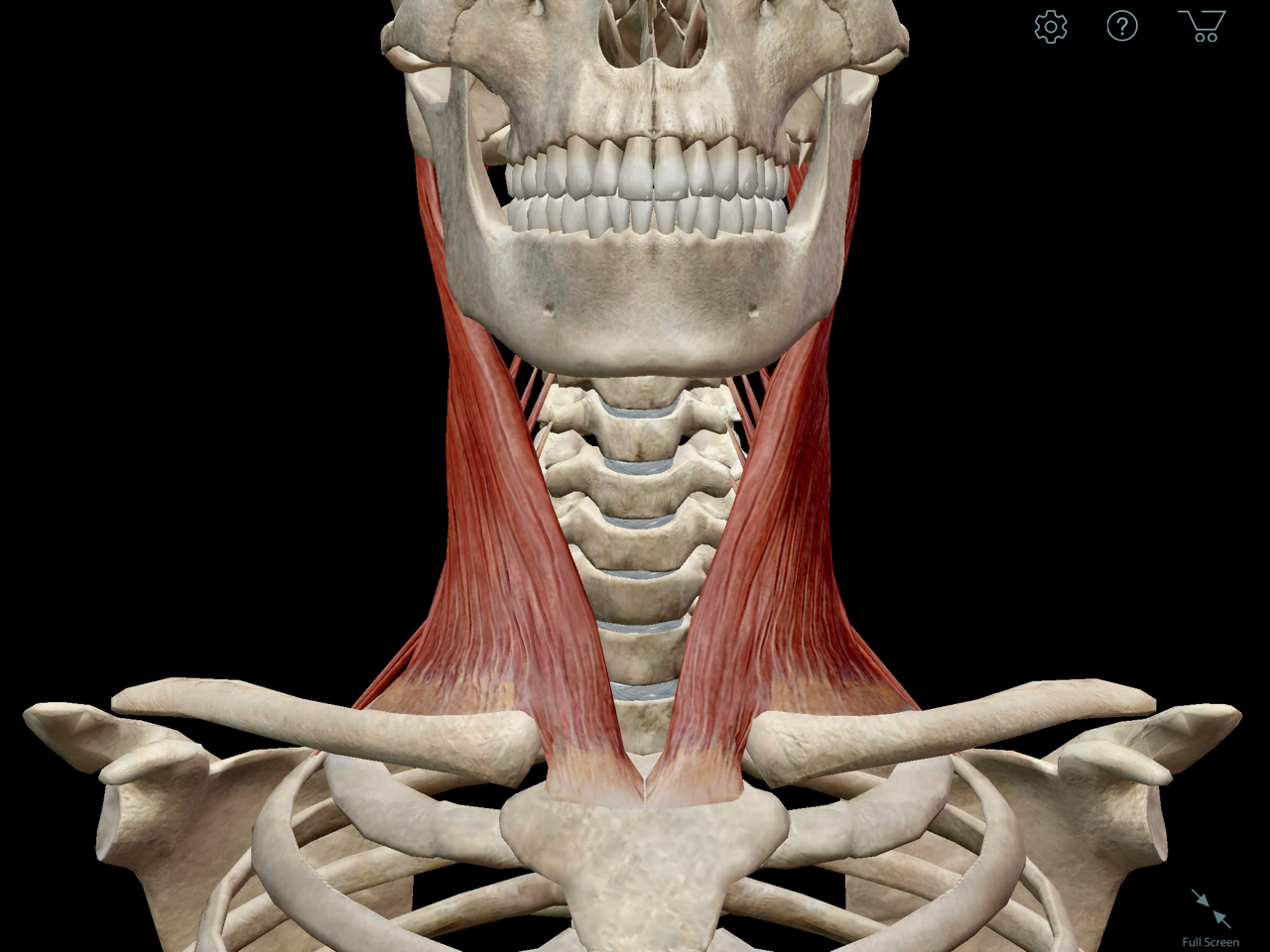Male anatomy, artwork - Stock Image - F007/7362 - Science 