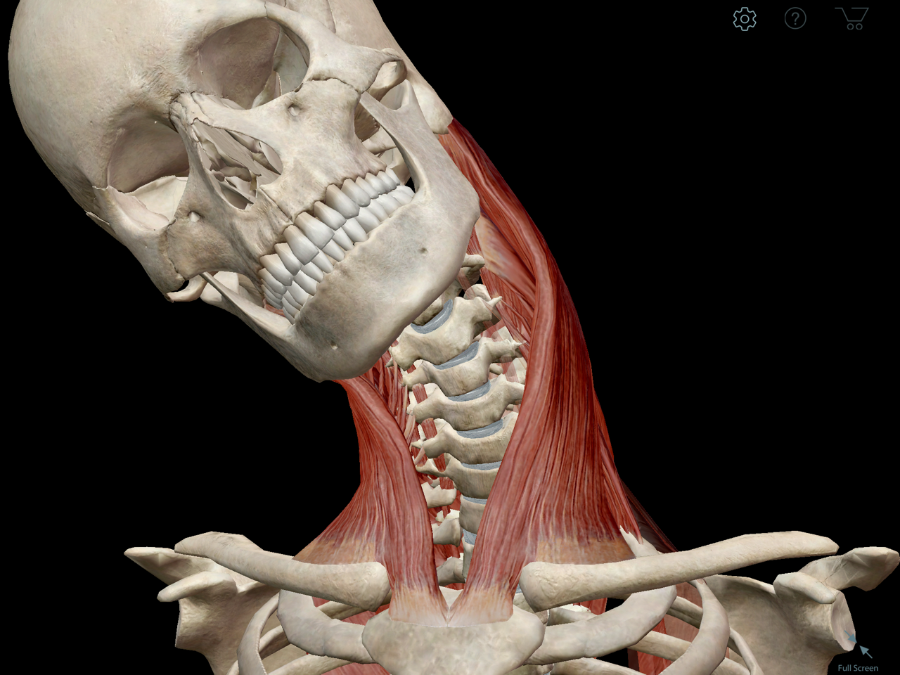 Learn Muscle Anatomy Sternocleidomastoid