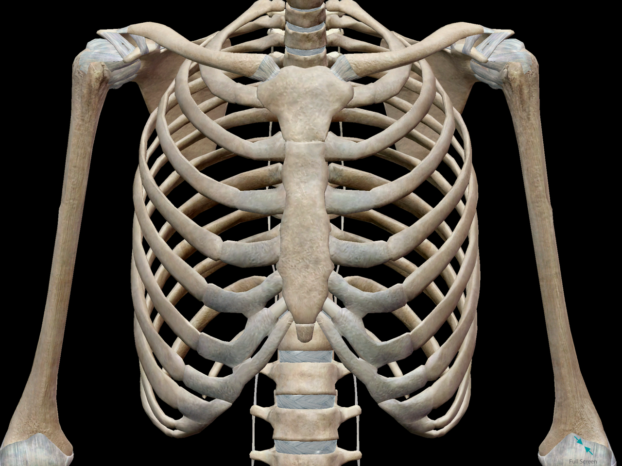 3D Skeletal System: Bones of the Thoracic Cage