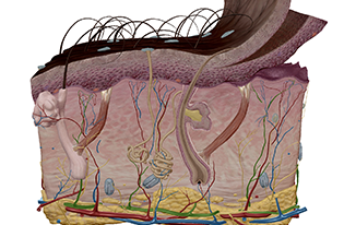 Integumentary System