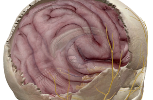 Brain (Human Anatomy) 