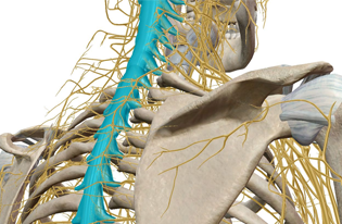 The Spinal Cord & Nerves