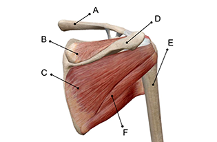 Rotator Cuff