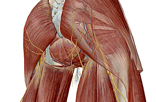Muscles of the Pelvis and Lower Limb (Human Anatomy) 