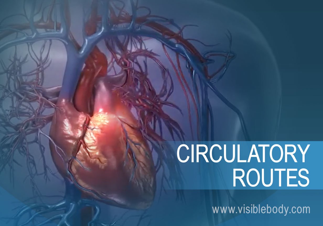 The heart in pulmonary and systemic circulation