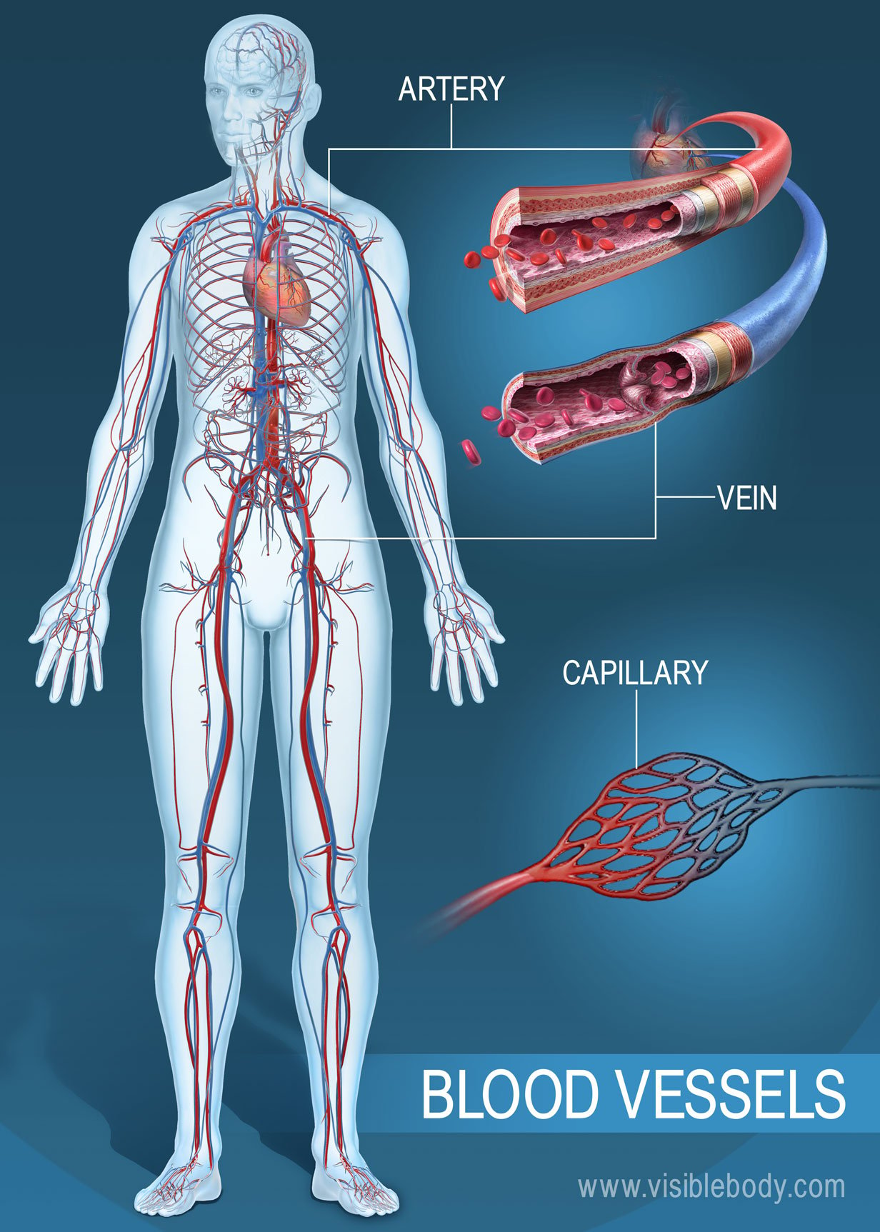 Blood Vessels Circulatory Anatomy