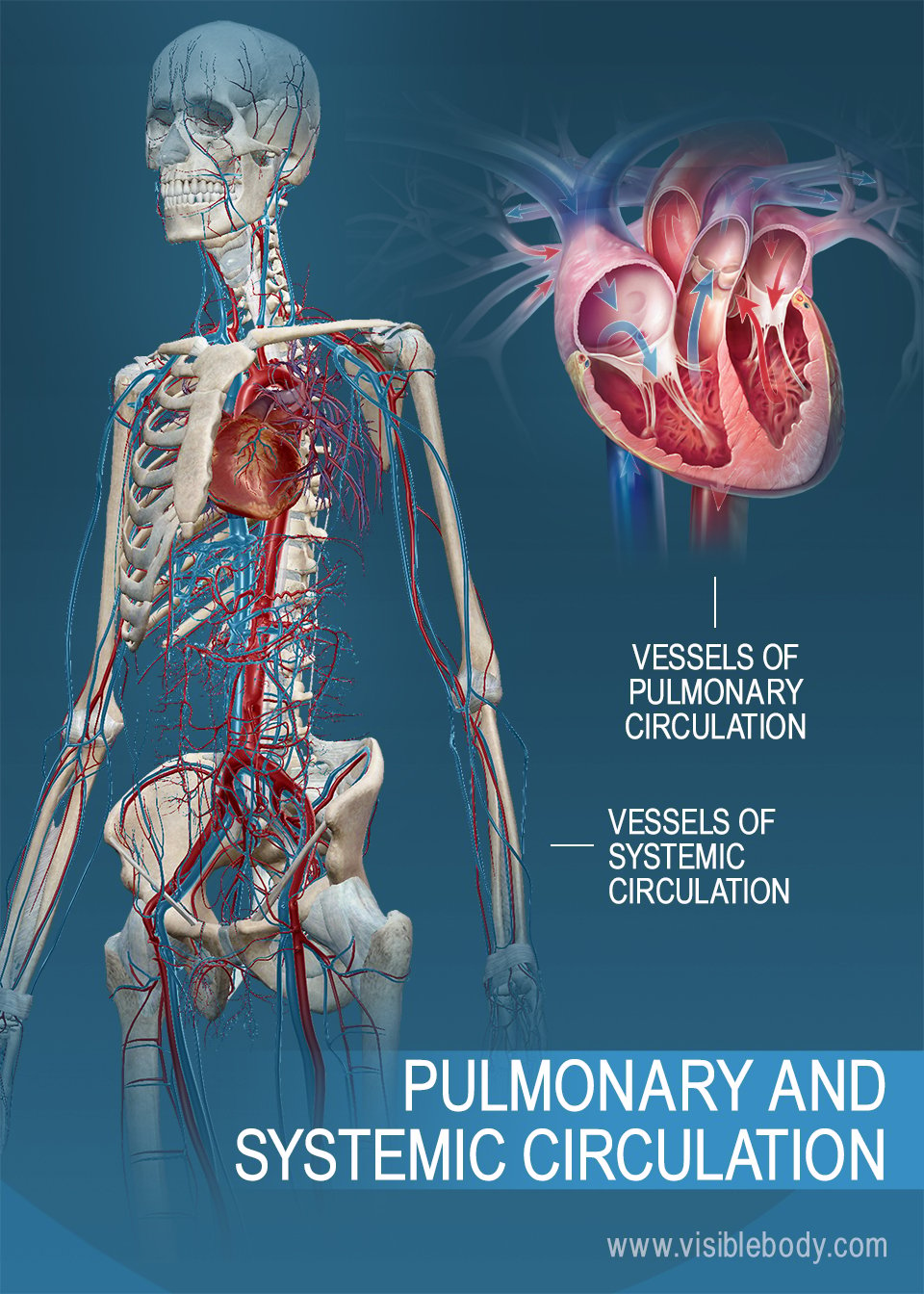 Vessels of both systemic and pulmonary circulation
