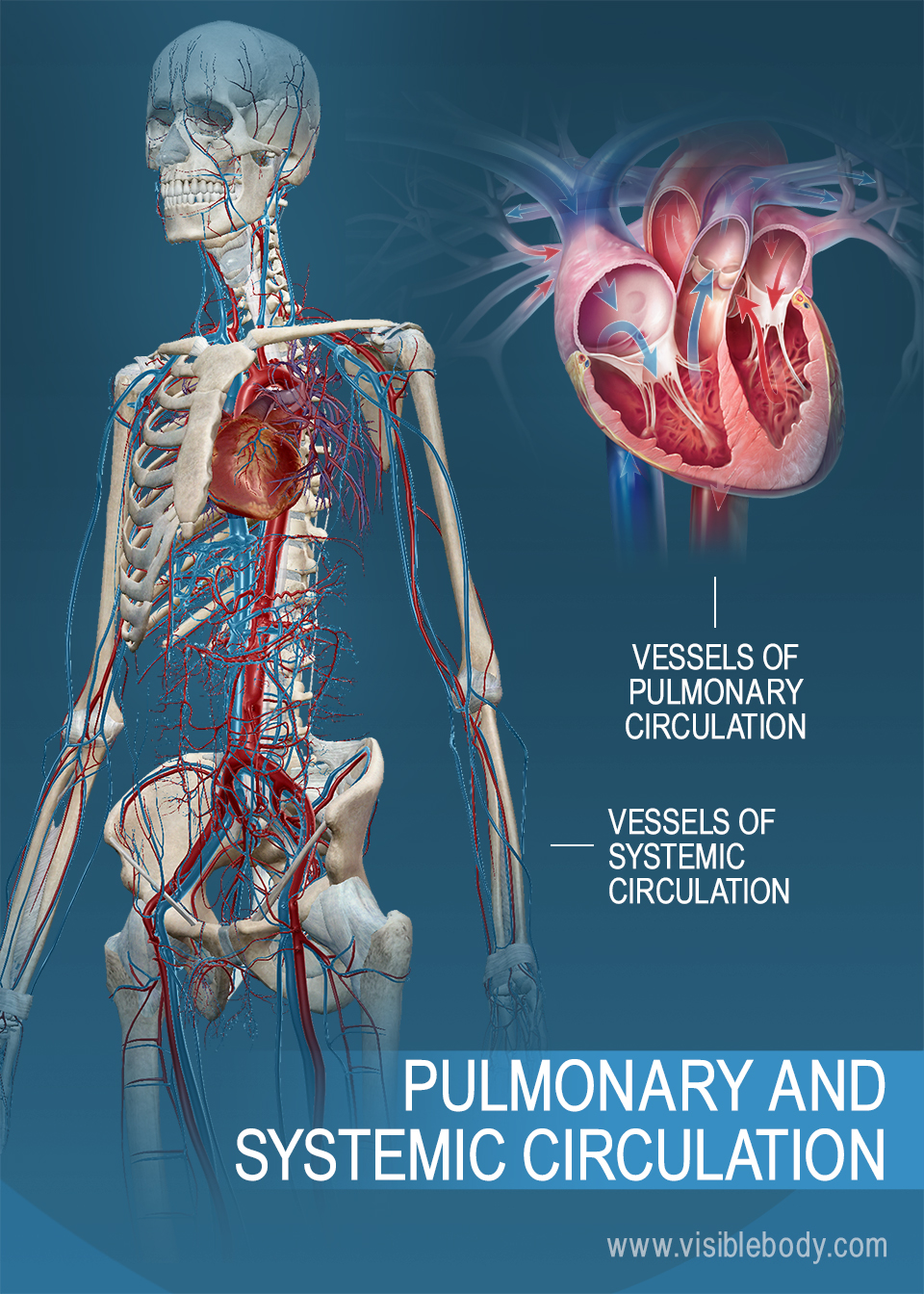 Systemic And Pulmonary Circulation Flow Chart