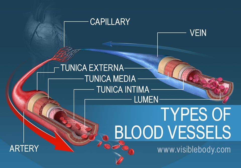 The different types of blood vessels and their layers