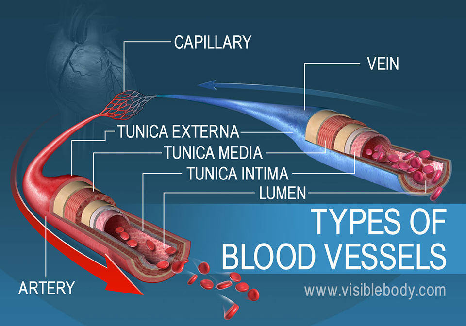 circulatory-blood-vessels