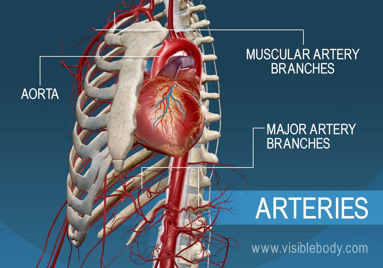 Circulatory Blood Vessels