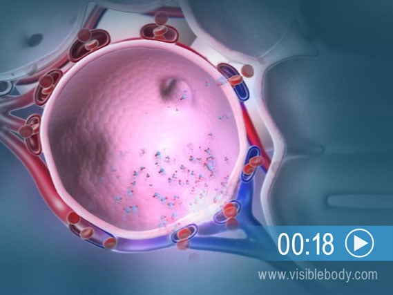 Click to play an animation of gas exchange into the bloodstream in the lungs